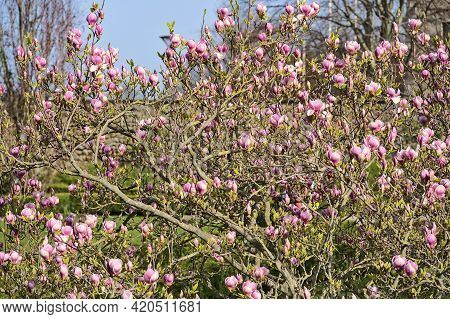Beautiful Closeup View Of Pink Chinese Saucer Magnolia (magnolia Soulangeana) Tree Blossoms Blooming