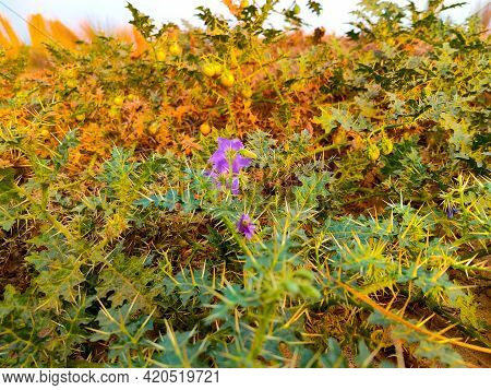 Solanum Incanum Plants With Leaf