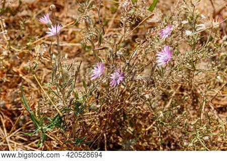 Xeranthemum Annuum Also Known As Annual Everlasting Or Immortelle On A Meadow