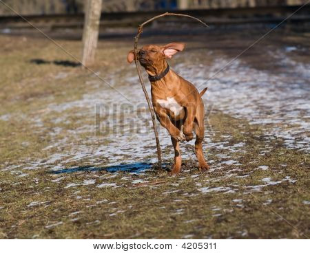 Chiot Rhodesian Ridgeback