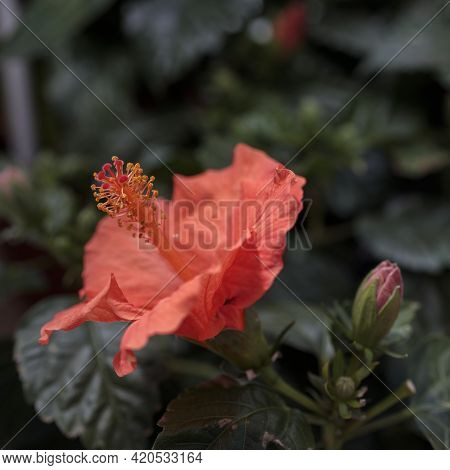 Hibiscus Rosa-sinensis, Known Colloquially As Chinese Hibiscus, China Rose, Hawaiian Hibiscus, Rose 