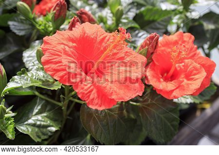 Hibiscus Rosa-sinensis, Known Colloquially As Chinese Hibiscus, China Rose, Hawaiian Hibiscus, Rose 