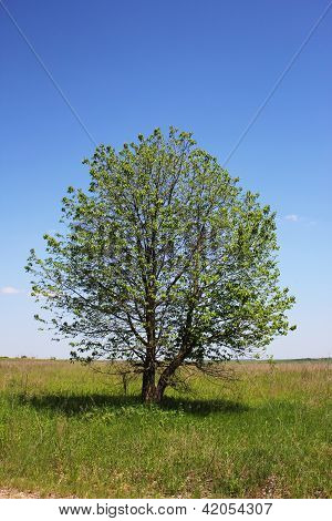 Albero del campo