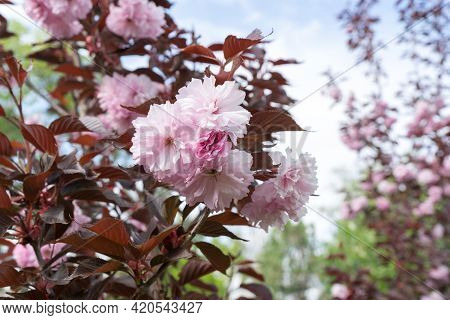 Pink Tree, Sakura Kanzan. Prunus Serrulata. Cerasus Serrulata. Sekiyama. Japanese Cherry Blossom, Sp