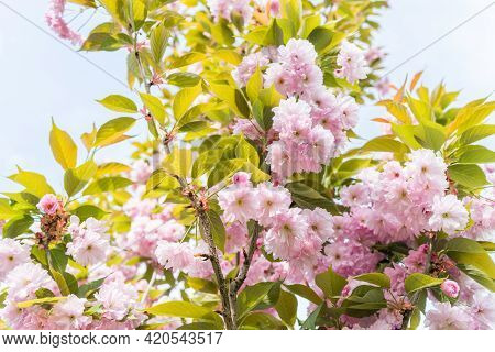 Blossom In Spring, Sakura Kanzan. Prunus Serrulata. Cerasus Serrulata. Sekiyama. Japanese Cherry Blo