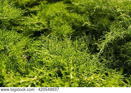 Background Photo Of An Eastern Redcedar Leaves
