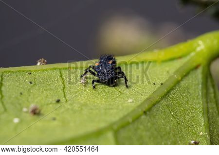 Asian Lady Beetle Larvae