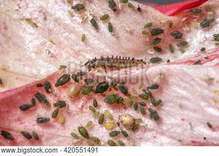 Asian Lady Beetle Larvae