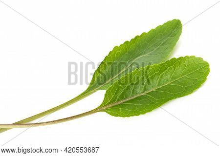 Frash Young Horseradish Leaves Isolated On White Background