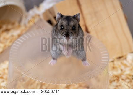 Campbell's Dwarf Hamster