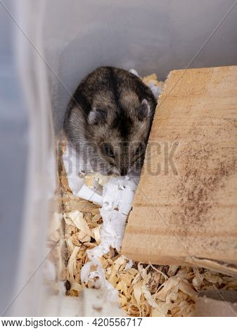 Campbell's Dwarf Hamster