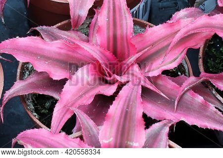 The Pink Center Of A Starfish Succulent