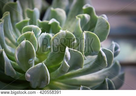Macro Side View Of A Topsy Turvey Succulent Plant
