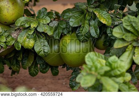 Calabash Tree Of The Species Crescentia Cujete With Selective Focus