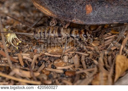 Small Field Cricket Of The Genus Gryllodes