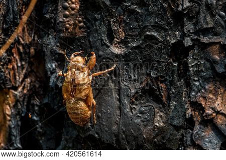 Cicada Slough Stick On Tree Trunk In Summer. Moulting Cicada Is Cicada's Life Cycle In Forest.