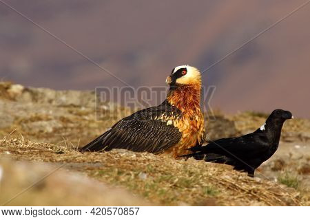 The Bearded Vulture (gypaetus Barbatus), Also Known As The Lammergeier Or Ossifrage On The Feeder Sw