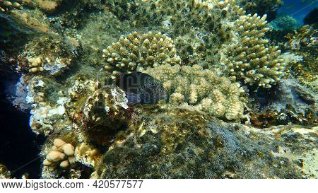 Blackside Hawkfish Or Freckled Hawkfish, Forster\'s Hawkfish (paracirrhites Forsteri) Undersea, Red 