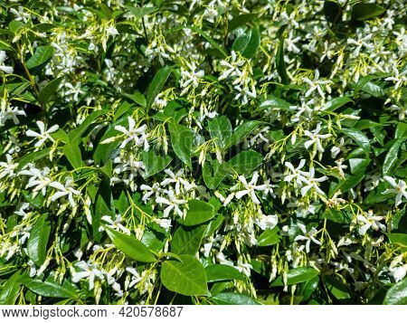 Trachelospermum jasminoides confederate, southern, star jasmine flowering plant sunny day background. Wild fresh aromatic jasmin with white flowers green leaves. Perfume oil used for perfumery.