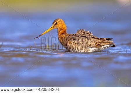 Black-tailed Godwit (limosa Limosa) Wader Bird Walking In Shallow Water Of Wetland And Looking In Th