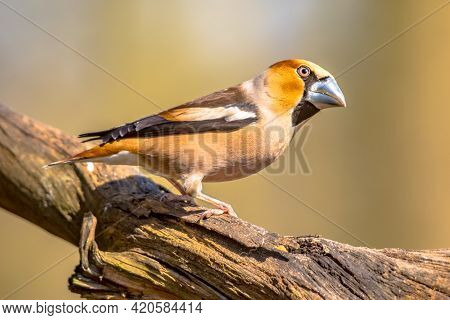 Hawfinch (coccothraustes Coccothraustes),male Bird Of This Great Colorful Songbird, Foraging On Trun