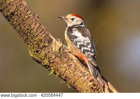 Middle Spotted Woodpecker (dendrocopos Medius). Looking For Food In A Tree. Wildlife In Nature. Neth