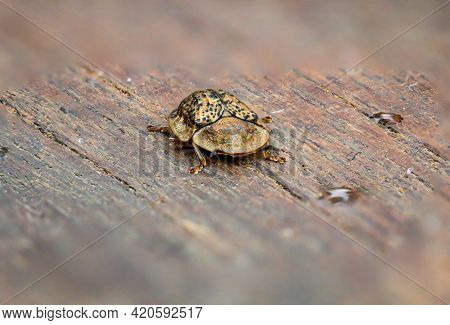 A Macro Shot Of A Beetle Or Bug On A Board.