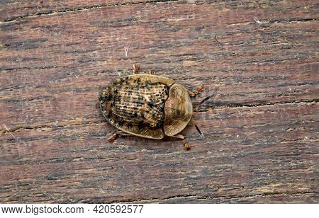 A Macro Shot Of A Beetle Or Bug On A Board.
