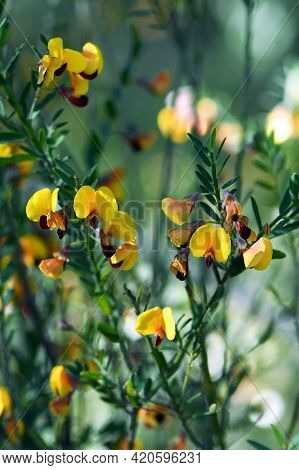 Yellow And Red Flowers Of The Australian Native Pea Bossiaea Heterophylla, Family Fabaceae, Growing 