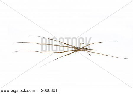Image Of Two Tailed Spider(hersilia Sp.) Isolated On White Background. Animal. Insect.