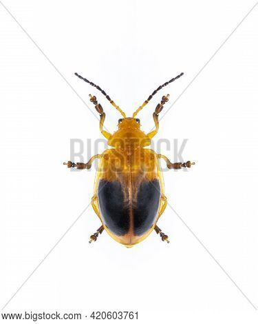 Image Of Twin-spotted Beetle (oides Andreweisi)  Isolated On White Background. Animal. Insect.