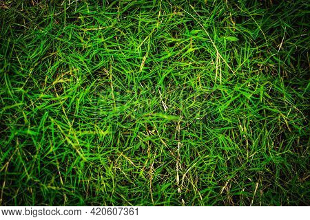 Abstract Natural Background. Collection With Different Colour Tones Of Green Grass, Copy Space. Summ