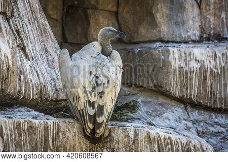 Cape Vulture In Vulpro Rehabilitation Center, South Africa ; Specie Gyps Coprotheres Family Of Accip