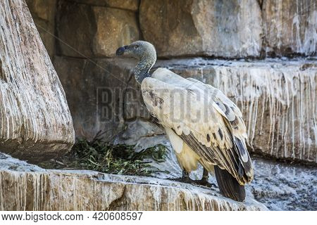 Cape Vulture In Vulpro Rehabilitation Center, South Africa ; Specie Gyps Coprotheres Family Of Accip