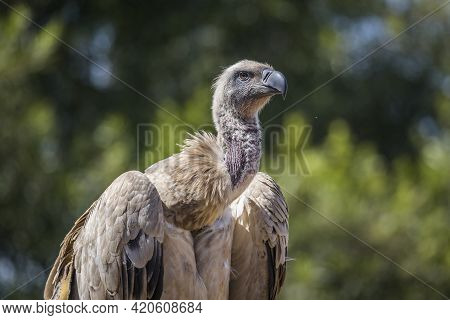 Cape Vulture Portrait In Vulpro Rehabilitation Center, South Africa ; Specie Gyps Coprotheres Family