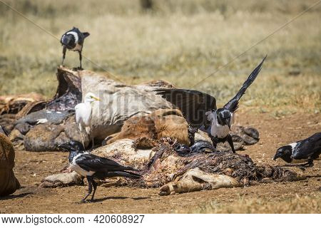 African Pied Crow Scavenging A Cattle Carcass In Vulpro Rehabilitation Center, South Africa; Specie 
