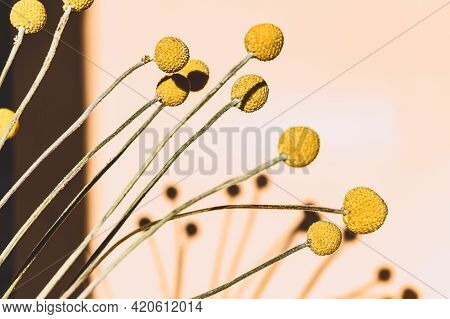 Bunch Of Flower Heads Of Craspedia Globosa In Mustard-yellow Color, Looks Like Ping-pong Balls On Up