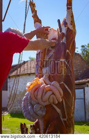 Butcher Removes The Intestines, Offal From The Pig's Entrails With A Knife And Puts Them In A Large 