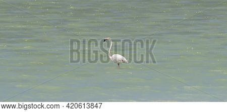 Flock Of Flamingos In Their Natural Ecosystem,phoenicopterus
