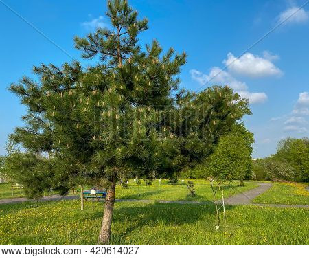 Young Aleppo Pine Pinus Halepensis Grows In The Park
