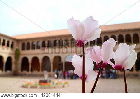 Gorgeous Pink Flowers Blooming In The Courtyard Of Santo Domingo Convent In Qoricancha Temple, Histo