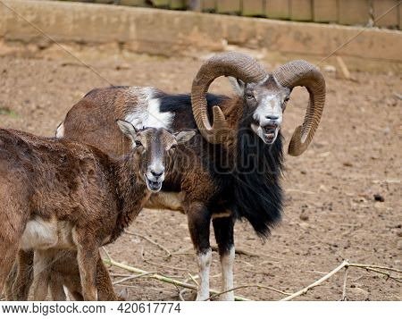 Mouflon In A Small Zoo