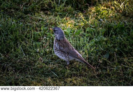 Fieldfare, A Species Of Thrushes Turdidae Bird Looking For Worm In The Grass. Turdus Pilaris On The 