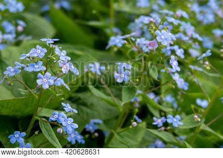 Forget Me Not, Small Flowers In The Shape Of A Heart