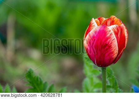 Group Of Red Tulips In The Park. Summer Landscape.