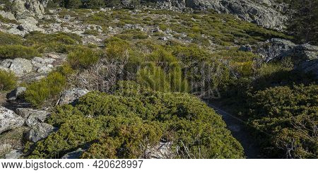 High-mountain Scrublands In Guadarrama Mountains National Park, Province Of Madrid, Spain