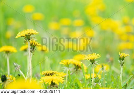 Close Up Of Blooming Yellow Dandelion Flowers Taraxacum Officinale In Garden On Summer Time. Detail