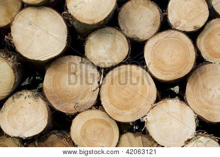 Timber