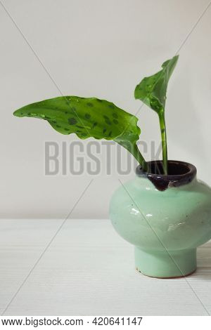 Drimiopsis Leaves In A Small Vintage Green Vase