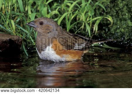 A Female Eastern Towhee, Pipilo Erythrophthalmus Bathing In A Shallow Pond In The Forest